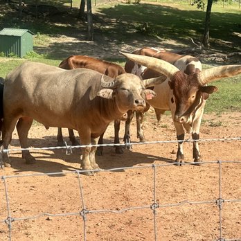 Chestatee Wild Life Preserve - Zoos Near Me - Dahlonega, Georgia