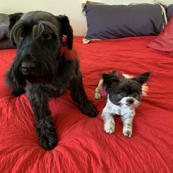 Paw Zone Mobile - Coco and Eloise - Pet Groomers Near Me - Santa Rosa, California
