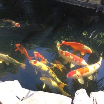 Kodama Koi Garden - Lovely kois - Local Fish Stores Near Me - Davie, Florida Kodama Koi Garden - Lovely kois - Local Fish Stores Near Me - Davie, Florida