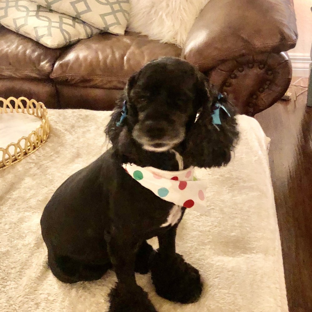 Shedding Clean Pet Grooming - Pet Groomers Near Me - Phoenix, Arizona Shedding Clean Pet Grooming - Pet Groomers Near Me - Phoenix, Arizona