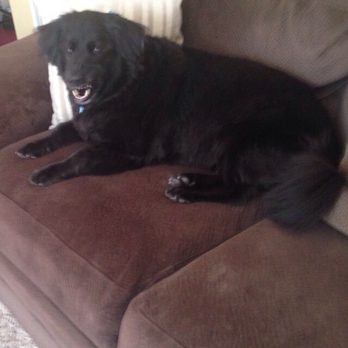 Dogs We Do Kittys Too Grooming - Sheba - Pet Sitting Near Me - O Fallon, Missouri Dogs We Do Kittys Too Grooming - Sheba - Pet Sitting Near Me - O Fallon, Missouri