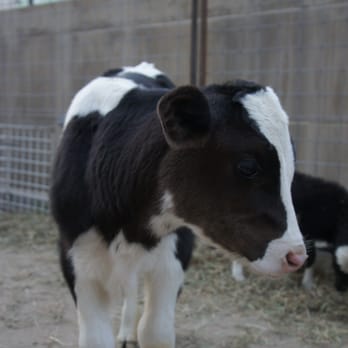 Pony Express Pony Rides - Zoos Near Me - Longmont, Colorado