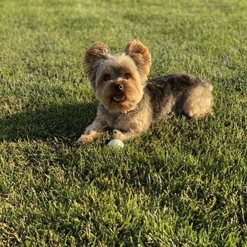 A Dog's Day Out - Jax, our Yorkie - Pet Groomers Near Me - Star, Idaho A Dog's Day Out - Jax, our Yorkie - Pet Groomers Near Me - Star, Idaho