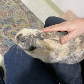 The Bunny Café - Taffoli - Pet Adoption Near Me - Vancouver, British Columbia The Bunny Café - Taffoli - Pet Adoption Near Me - Vancouver, British Columbia