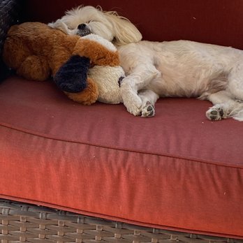 Zenni Dogs - Pet Training Near Me Zenni Dogs - Pet Training Near Me