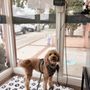 La Jolla Veterinary Hospital