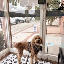 La Jolla Veterinary Hospital - Kyoto on her weigh in