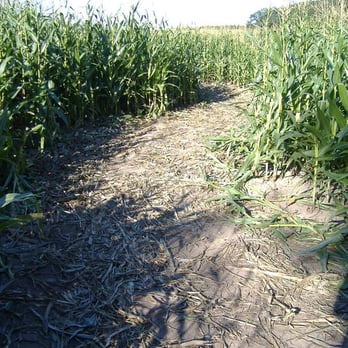 Pine Tree Apple Orchard - Maize Maze. - Bakeries Near Me - White Bear Lake, Minnesota Pine Tree Apple Orchard - Maize Maze. - Bakeries Near Me - White Bear Lake, Minnesota