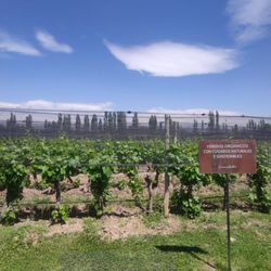 Bodega Susana Balbo