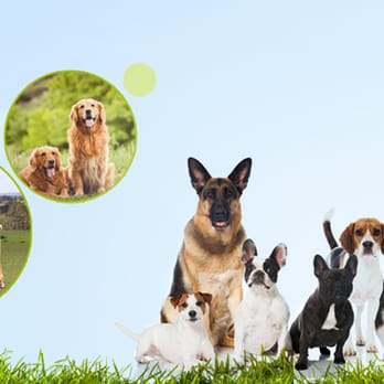 Allbreeds Pet Supplies - Pet Groomers Near Me - Manchester, XGM Allbreeds Pet Supplies - Pet Groomers Near Me - Manchester, XGM