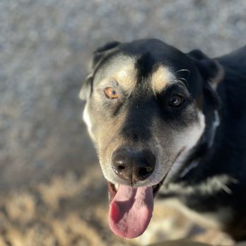 Vegas Valley K9 - Ben is such a lover - Pet Training Near Me Vegas Valley K9 - Ben is such a lover - Pet Training Near Me