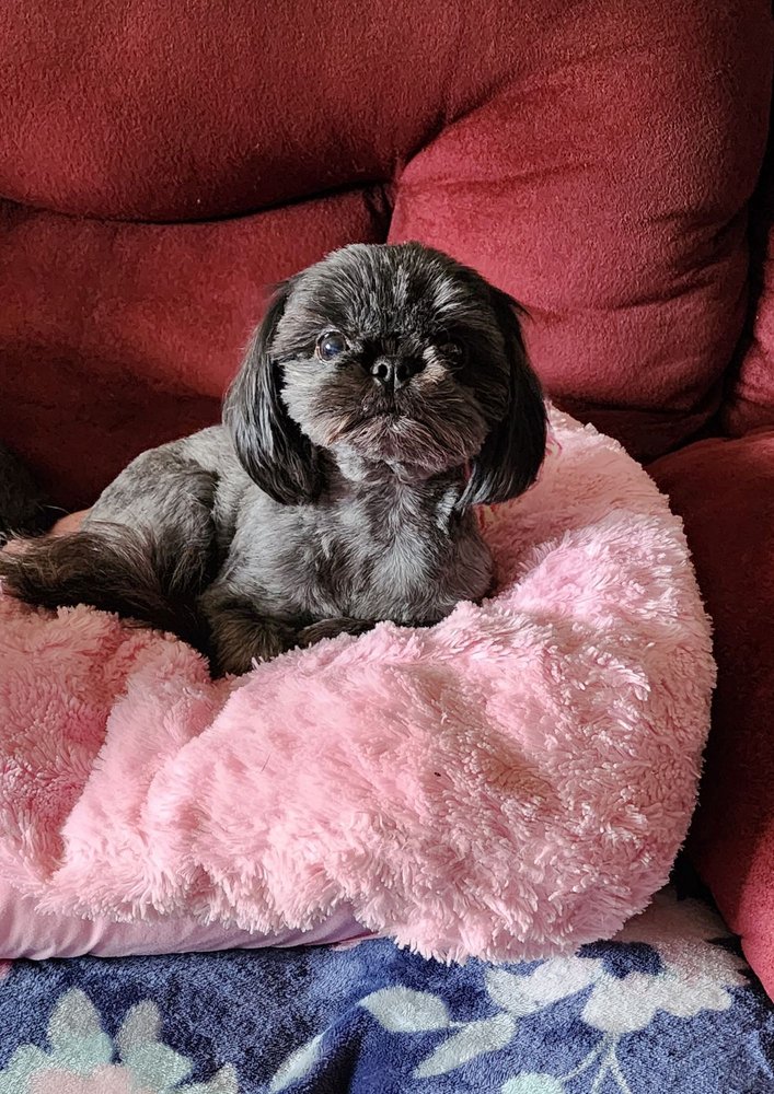 ANGELA’S GROOMING & DOGGIE SPA Updated October 2024 825 W Main St