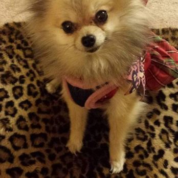 Alpine Veterinary Hospital - Happy and healthy girl! - Veterinarians Near Me - Concord, California Alpine Veterinary Hospital - Happy and healthy girl! - Veterinarians Near Me - Concord, California
