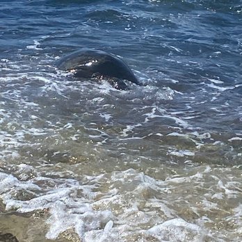 B Hawaii Tours - Large turtles - Tours Near Me B Hawaii Tours - Large turtles - Tours Near Me