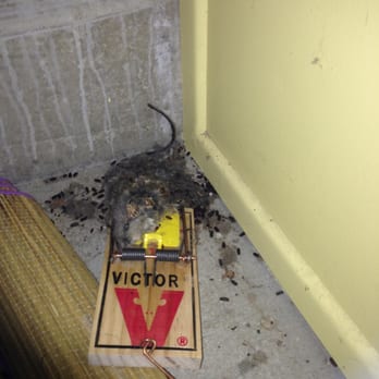 Big Bear Cool Cabins - In the recreation room the kids found a mousetrap with a big dead rat that had been there for a while surrounded by rat dropping - Property Management Near Me - Big Bear Lake, California Big Bear Cool Cabins - In the recreation room the kids found a mousetrap with a big dead rat that had been there for a while surrounded by rat dropping - Property Management Near Me - Big Bear Lake, California