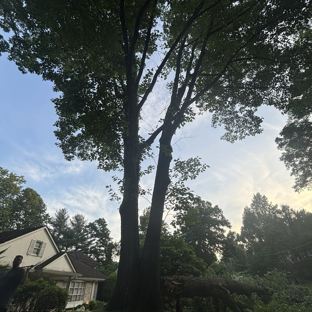 Shifflett Tree Service - Tree Services Near Me - Derwood, Maryland