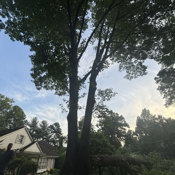 Shifflett Tree Service - A tall tree with a fallen branch is situated in a residential yard, with houses and other trees visible in the background during daylight. - Tree Services Near Me - Derwood, Maryland