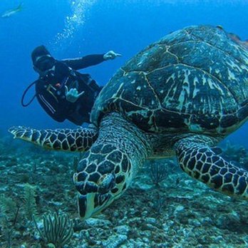 Scuba Diving Cancun - Logger head Turtle - Scuba Diving Near Me - Cancún, ROO
