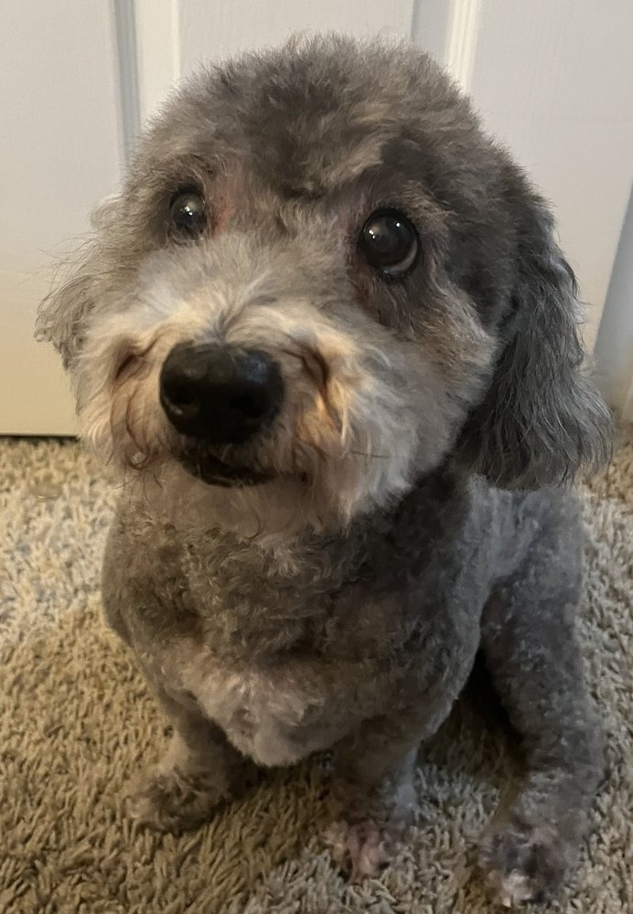 FURPETS GROOMING Updated August 2024 46 Photos & 64 Reviews