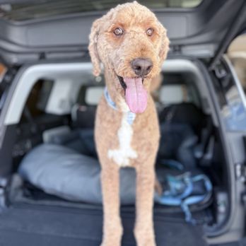 Quality Pet Spot Willow Glen - Nelson (70 lb goldendoodle) after getting a fresh cut for the heat! - Pet Groomers Near Me - San Jose, California