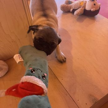Cuppa Pug - Themed Cafes Near Me - Escondido, California Cuppa Pug - Themed Cafes Near Me - Escondido, California