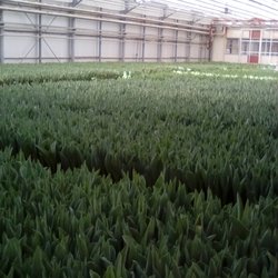 Munster Kwekerij Siem - Inside the greenhouse