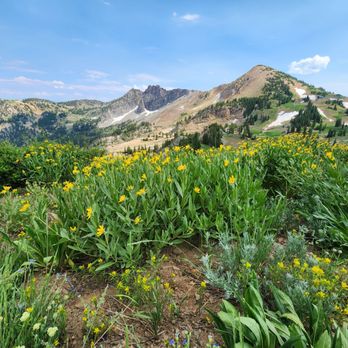 Alta Ski Area - Devil's Castle - Wildflowers are going off 07/31/2023 - Ski Resorts Near Me - Alta, Utah
