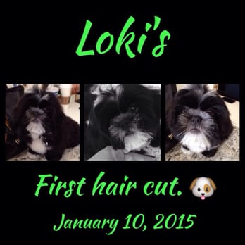 Spoiled Paws Grooming - Our puppy Loki first visit to the groomers and he was so happy. - Pet Groomers Near Me - Long Beach, California Spoiled Paws Grooming - Our puppy Loki first visit to the groomers and he was so happy. - Pet Groomers Near Me - Long Beach, California