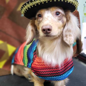 Get Your Groom On - Pet Groomers Near Me - Melbourne Beach, Florida Get Your Groom On - Pet Groomers Near Me - Melbourne Beach, Florida