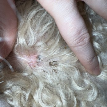 Nitro K-9 - Injury from shock collar - Pet Training Near Me - Bothell, Washington
