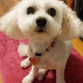Doggy Spa - Pet Groomers Near Me - Upper Darby, Pennsylvania Doggy Spa - Pet Groomers Near Me - Upper Darby, Pennsylvania