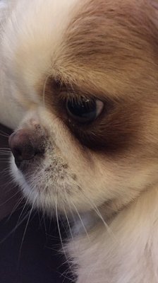 liberty humane society petfinder