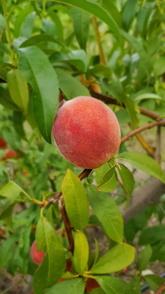 Food from Hollis Hills farm