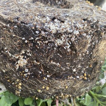 Mike's Garden Centers - Larvae and ants! - Nurseries & Gardening Near Me - Southlake, Texas Mike's Garden Centers - Larvae and ants! - Nurseries & Gardening Near Me - Southlake, Texas