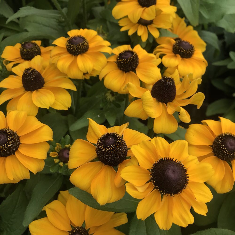  group of yellow flowers