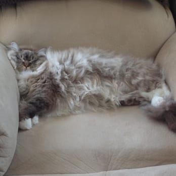 Barkley Square Professional Pet Services - Post grooming, he was so happy and felt so much better!  He's happy so Mommy is happy!  Thanks Barkley Square! - Pet Sitting Near Me - Falls Church, Virginia
