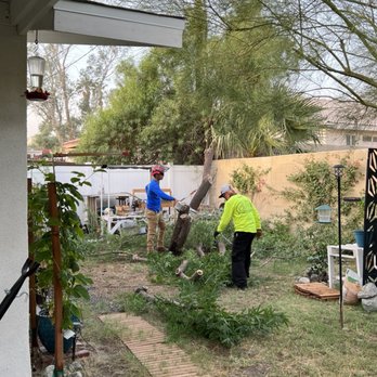 Alex's Tree Services - Cutting tree down - Tree Services Near Me Alex's Tree Services - Cutting tree down - Tree Services Near Me