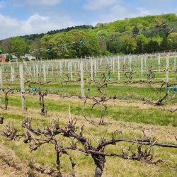 Rosedale Farm and Vineyard