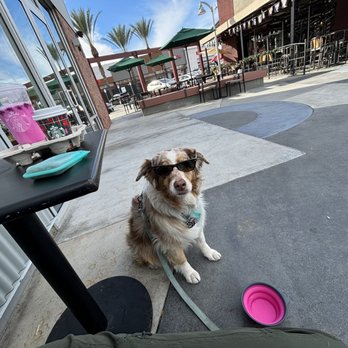 Starbucks - ** Dog friendly inside & outside **  ** on leash ** Betty Mae enjoying patio at Starbucks Empire Centre - Coffee & Tea Near Me - Burbank, California