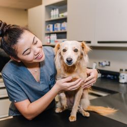 Ali'i Kahala Animal Clinic