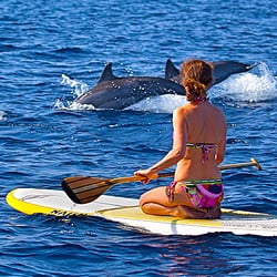 Keauhou Bay Adventures - Dolphins Saying Good Morning to a Paddler