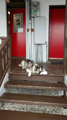 Yodeler Motel by null