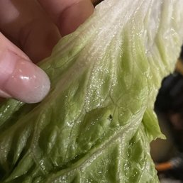 There's a small bug on the washed lettuce, which the owner said is the lettuce itself. There's a small bug on the washed lettuce, which the owner said is the lettuce itself.