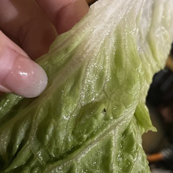 Miku Japanese Grill - There's a small bug on the washed lettuce, which the owner said is the lettuce itself. - Sushi Bars Near Me - London, Ontario Miku Japanese Grill - There's a small bug on the washed lettuce, which the owner said is the lettuce itself. - Sushi Bars Near Me - London, Ontario