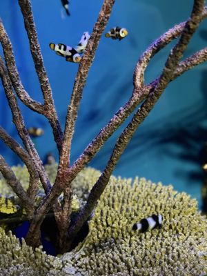 Moody Gardens Attractions Theme Park by null