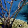 Moody Gardens gift card