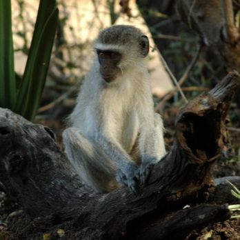 Nobile Hearing Aid Center - Monkeying around - Hearing Aid Providers Near Me - Cape Coral, Florida Nobile Hearing Aid Center - Monkeying around - Hearing Aid Providers Near Me - Cape Coral, Florida