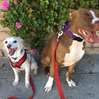 Yo Dog Walker - Dog Walkers Near Me