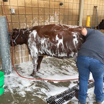 Ohio State Fair - Getting a bath before judging - Festivals Near Me - Columbus, Ohio
