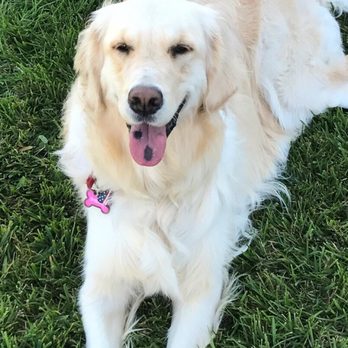 PetSmart - Shiloh - 2 years old - Pet Training Near Me - Huntington Beach, California